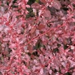 Berberis thunbergii f. atropurpurea 'Rose Glow'