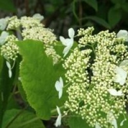 Hydrangea arborescens subsp. radiata 