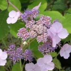 Hydrangea aspera 'Villosa'