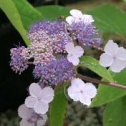 Hydrangea aspera 'Villosa'