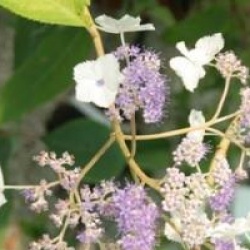 Hydrangea aspera 'Rocklon' - Hortensia aspera Rocklon