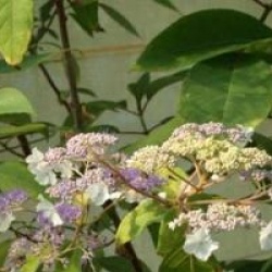 Hydrangea aspera 'Rocklon'