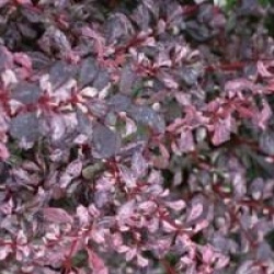 Berberis thunbergii f. atropurpurea 'Rose Glow'
