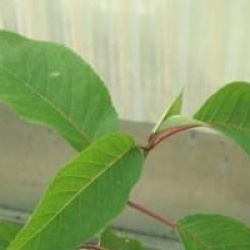 Hydrangea aspera 'Rocklon'