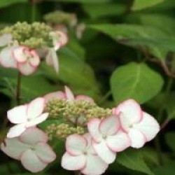 Hydrangea serrata 'Kiyosumi'