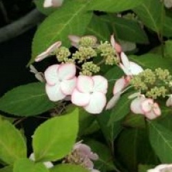 Hydrangea serrata 'Kiyosumi'