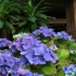 Hydrangea macrophylla 'Nikko Blue'