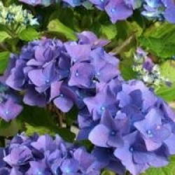 Hortensia Nikko Blue