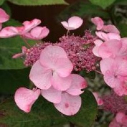 Hydrangea macrophylla Dolce � Gipsy 'Dolgip' cov 