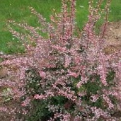 Berberis thunbergii f. atropurpurea 'Rose Glow'