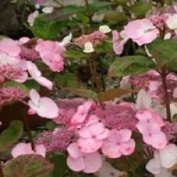 Hydrangea macrophylla Dolce � Gipsy 'Dolgip' cov 