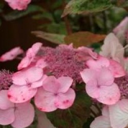 Hydrangea macrophylla Dolce � Gipsy 'Dolgip' cov 