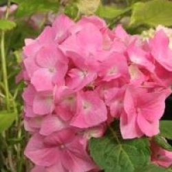 Hydrangea macrophylla 'Freudenstein'