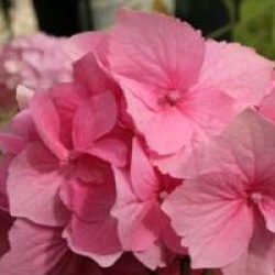 Hydrangea macrophylla 'Freudenstein'