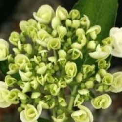 Hydrangea macrophylla 'Holibel' - Hortensia Holibel