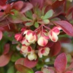 Berberis thunbergii f. atropurpurea 'Admiration' cov - Berberis � feuillage panach�