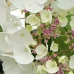 Hydrangea macrophylla 'Holibel'