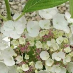 Hydrangea macrophylla 'Holibel'