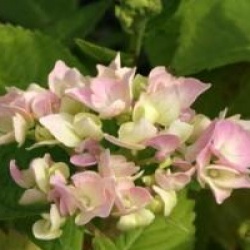 Hydrangea macrophylla 'La Marne' - Hortensia La Marne