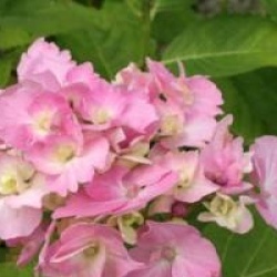 Hydrangea macrophylla 'La Marne'