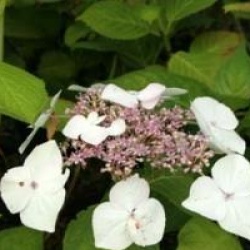 Hortensia white wave