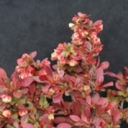 Berberis thunbergii f. atropurpurea 'Admiration' cov