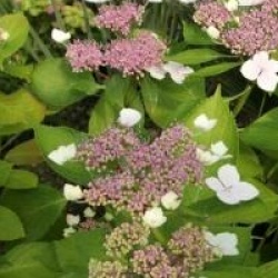Hydrangea macrophylla 'Mariesii'