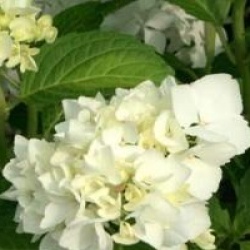 Hydrangea macrophylla 'Madame Emile Mouillere'