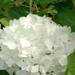 Hydrangea macrophylla 'Madame Emile Mouillere'