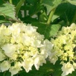 Hydrangea macrophylla 'Nymphe'