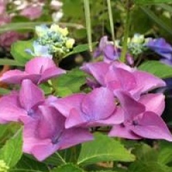 Hydrangea macrophylla 'Pfau'