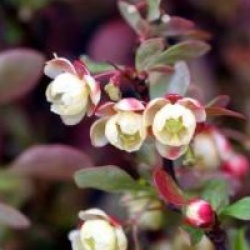 Berberis thunbergii f. atropurpurea 'Admiration' cov