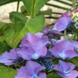 Hydrangea macrophylla 'Pfau'