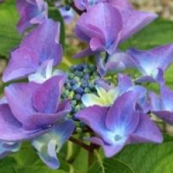 Hydrangea macrophylla 'Pfau'
