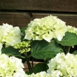 Hydrangea macrophylla 'Schneeball' �