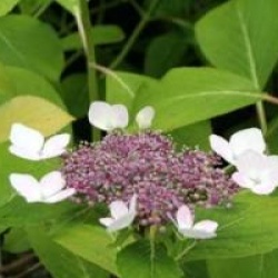Hydrangea macrophylla 'Sea Foam' - Hortensia Sea Foam