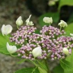 Hydrangea macrophylla 'Sea Foam'