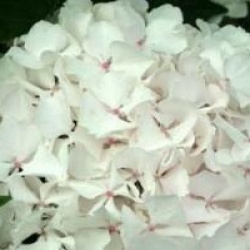 Hydrangea macrophylla 'Soeur Th�r�se'