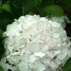 Hydrangea macrophylla 'Soeur Th�r�se'