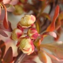 Berberis thunbergii f. atropurpurea 'Admiration' cov