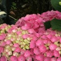 Hydrangea macrophylla 'Xian'