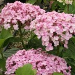 Hydrangea macrophylla 'Ayesha'
