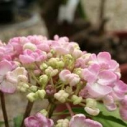 Hydrangea macrophylla 'Ayesha'