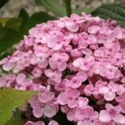 Hydrangea macrophylla 'Ayesha'