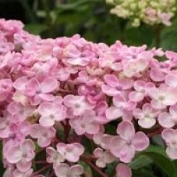 Hydrangea macrophylla 'Ayesha'