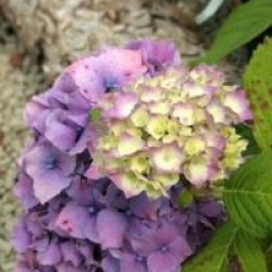 Hydrangea macrophylla 'Hamburg'