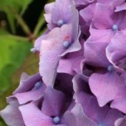 Hydrangea macrophylla 'Hamburg'