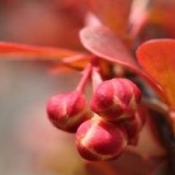 Berberis thunbergii f. atropurpurea 'Admiration' cov