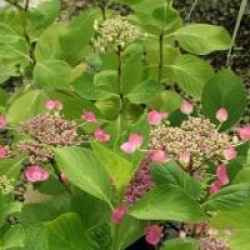 Hydrangea macrophylla 'Mousmee'