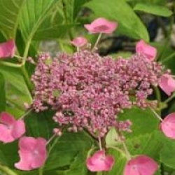 Hydrangea macrophylla 'Mousmee'
